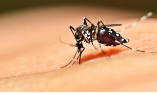  A eficácia das ações de combate ao mosquito Aedes aegypti