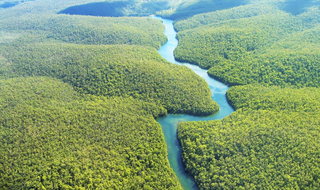 Proteção da Floresta Amazônica: dever do Brasil ou do mundo inteiro?