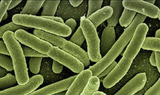 Superbactérias: reflexo da automedicação?