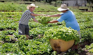 A importância da agricultura familiar no Brasil